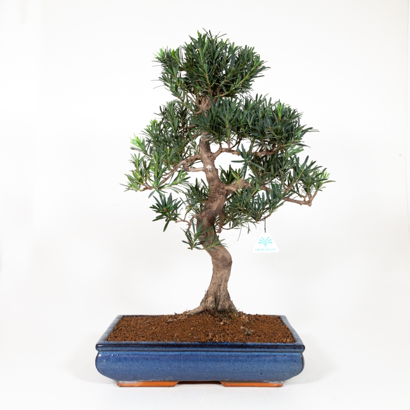 Podocarpus macrophylla - 65 cm