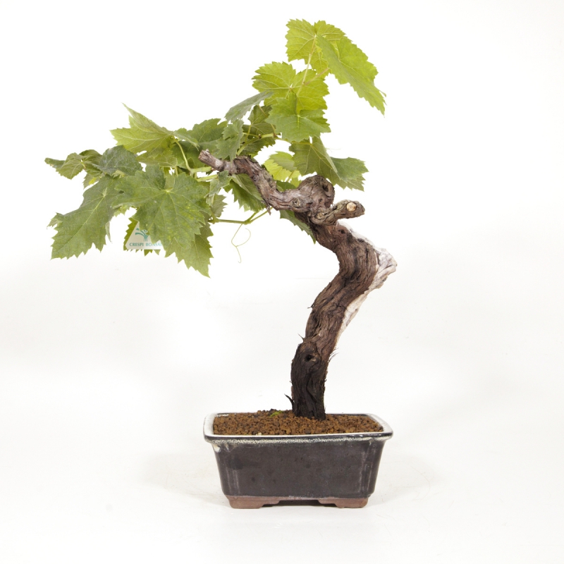 Vitis vinifera - Vigne - 40 cm