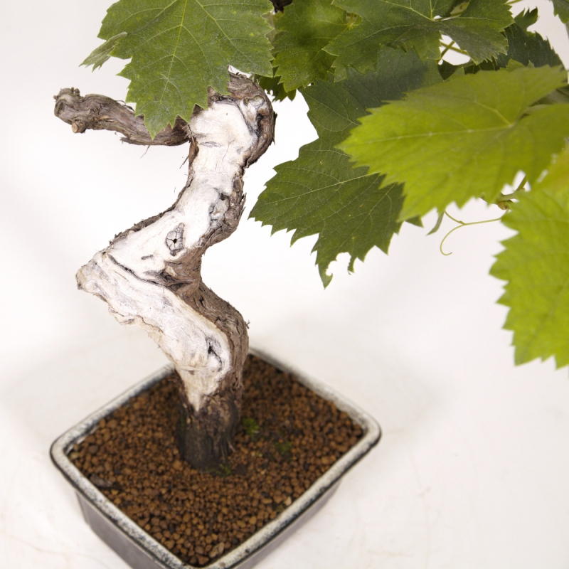 Vitis vinifera - Vite - 40 cm