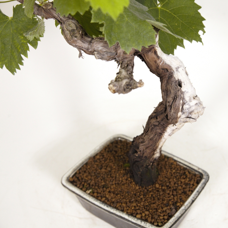 Vitis vinifera - Vite - 40 cm