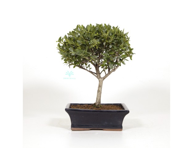 Ilex crenata - 31 cm