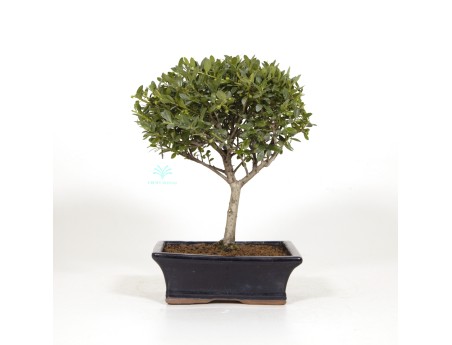 Ilex crenata - Houx - 31 cm