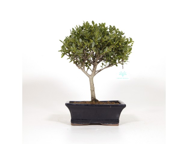 Ilex crenata - Agrifoglio - 31 cm 2
