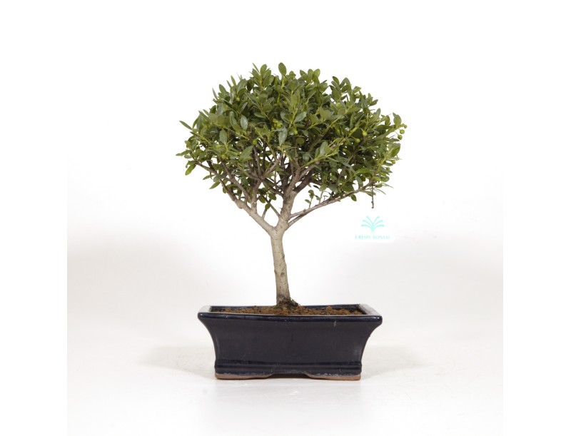 Ilex crenata - 31 cm