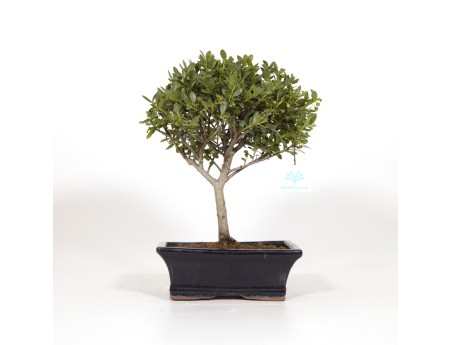 Ilex crenata - Holly - 31 cm