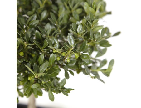 Ilex crenata - Houx - 31 cm