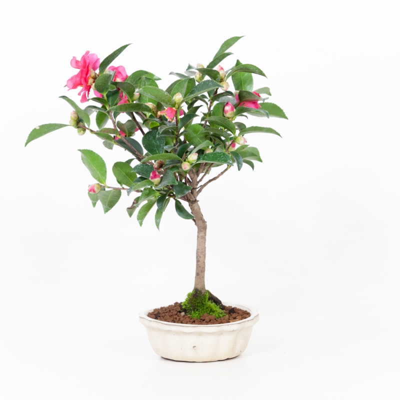 Camellia - 38 cm