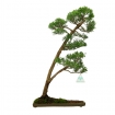 Juniperus chinensis - Genévrier de Chine - 46 cm