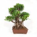 Ficus retusa - 74 cm