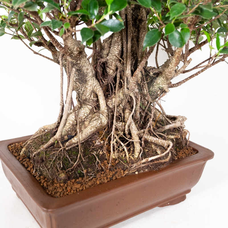 Ficus retusa - 74 cm