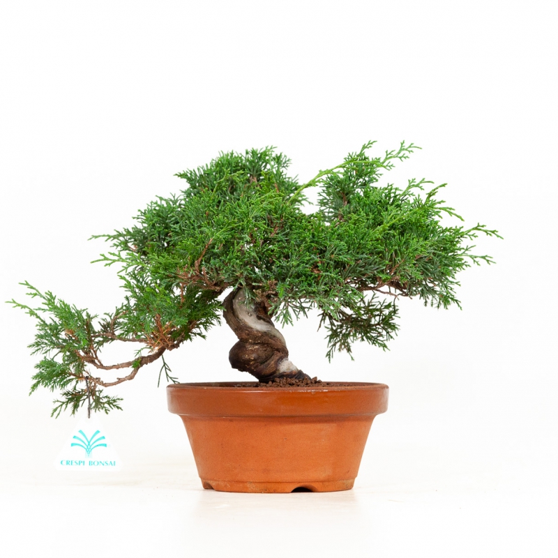 Juniperus chinensis - Genévrier de Chine - 23 cm