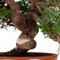 Juniperus chinensis - Genévrier de Chine - 23 cm