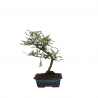 Zanthoxylum - Pepper tree - 25 cm
