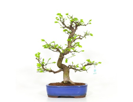 Euonymus - Spindle - 42 cm