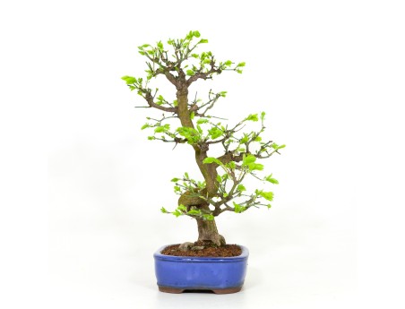 Euonymus - Fusain - 42 cm