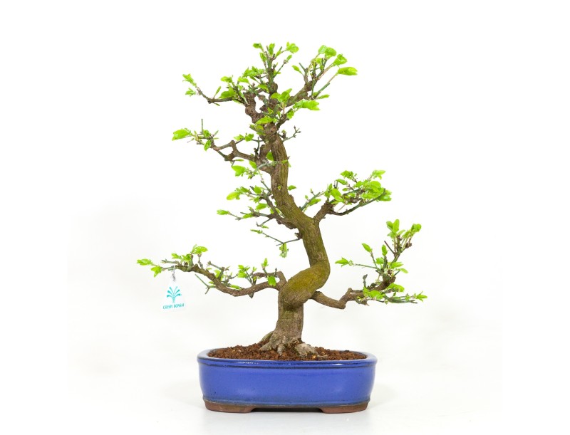 Euonymus - Fusain - 42 cm