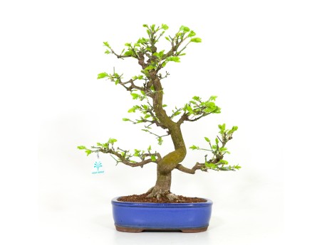 Euonymus - Fusain - 42 cm