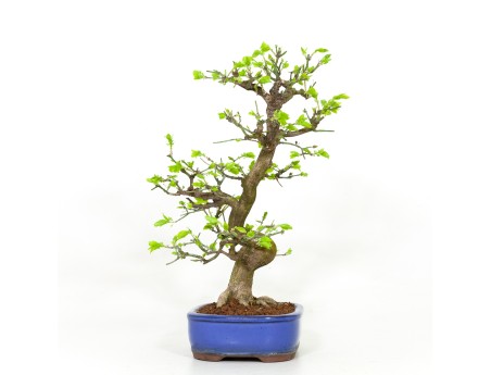 Euonymus - Evonimo - 42 cm