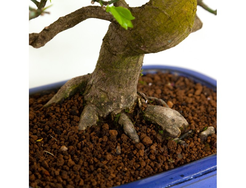 Euonymus - Fusain - 42 cm