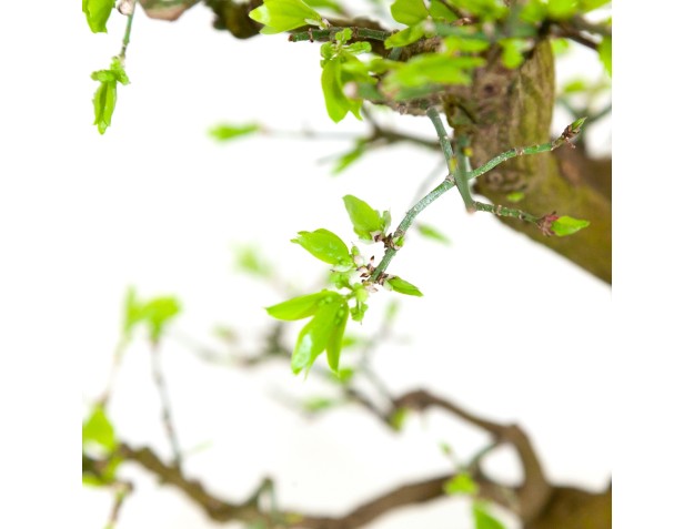 Euonymus - Fusain - 42 cm 2