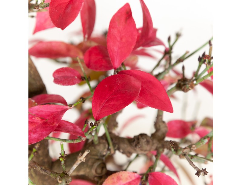 Euonymus - Fusain - 42 cm