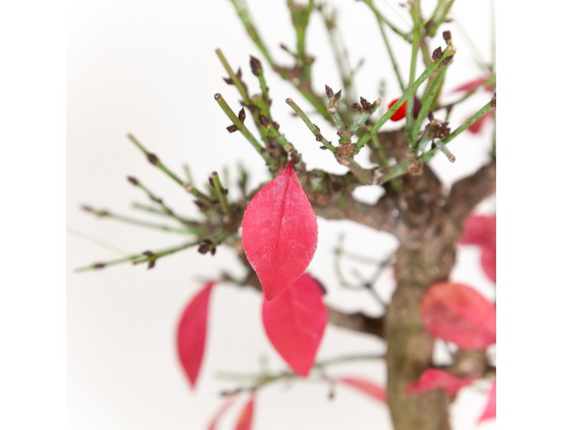 Euonymus - Fusain - 42 cm