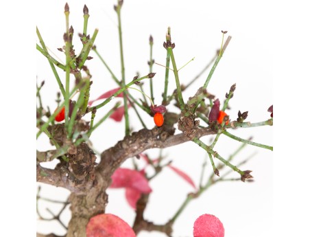 Euonymus - Fusain - 42 cm