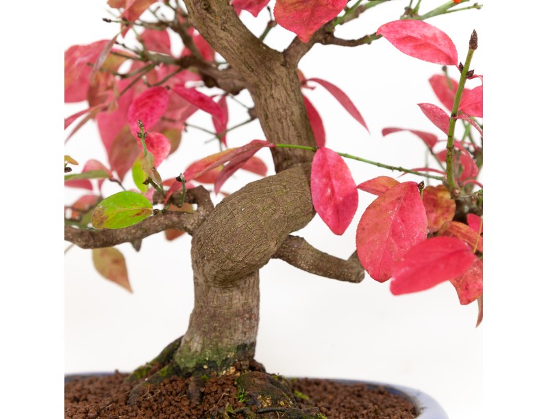 Euonymus - Fusain - 42 cm
