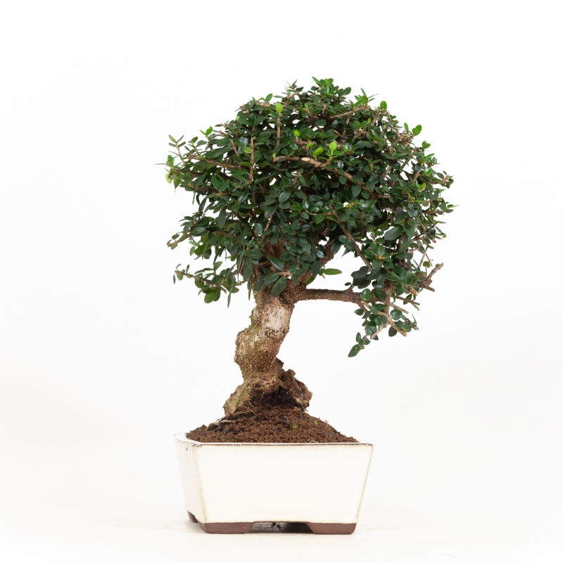 Olea europea sylvestris - Olive - 35 cm