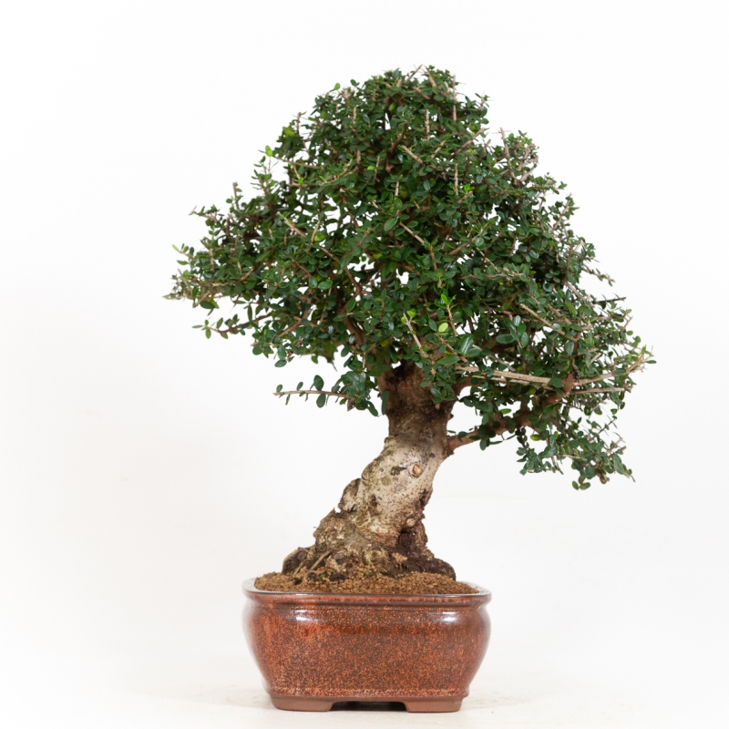 Olea europea sylvestris - Olive - 53 cm