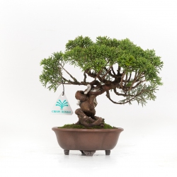 Juniperus chinensis - Wacholder - 21 cm