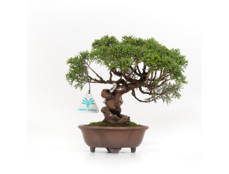 Juniperus chinensis - Enebro - 21 cm