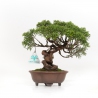 Juniperus chinensis - Jeneverbes - 21 cm