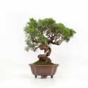 Juniperus chinensis - Wacholder - 21 cm