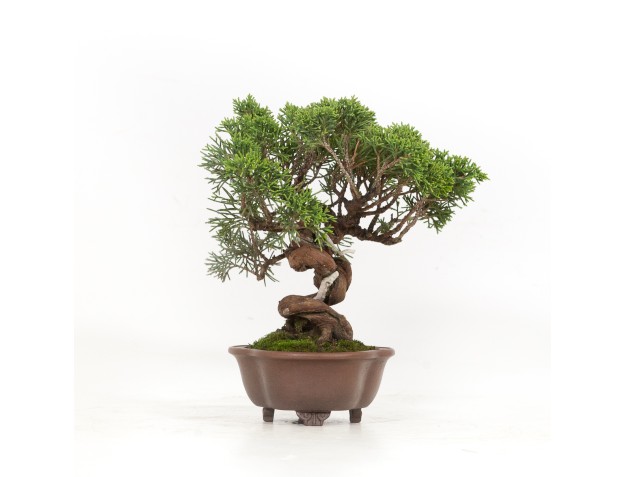 Juniperus chinensis - Ginepro - 21 cm 2