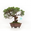 Juniperus chinensis - Wacholder - 21 cm