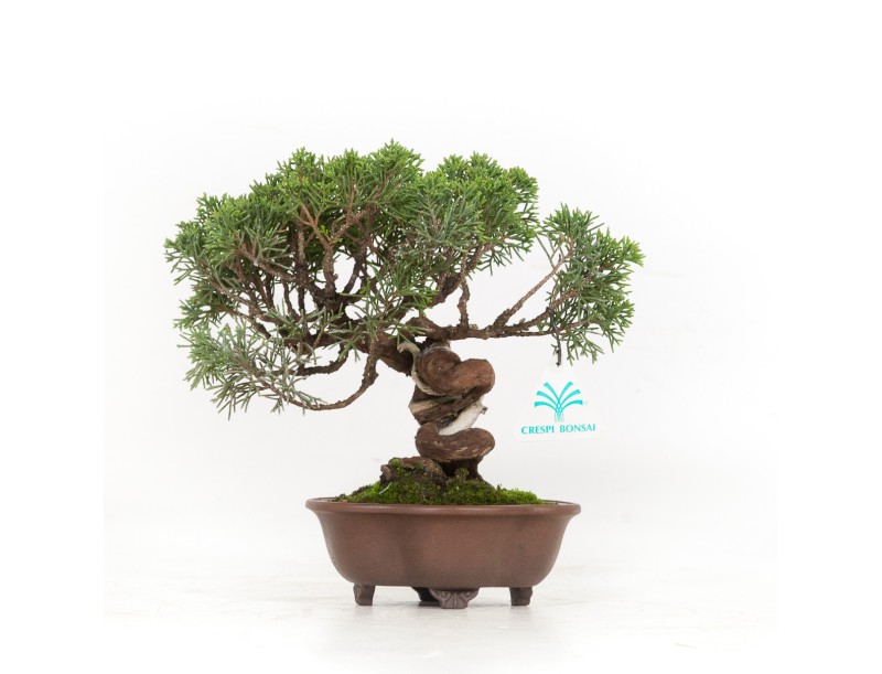 Juniperus chinensis - Jeneverbes - 21 cm
