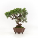Juniperus chinensis - Wacholder - 21 cm