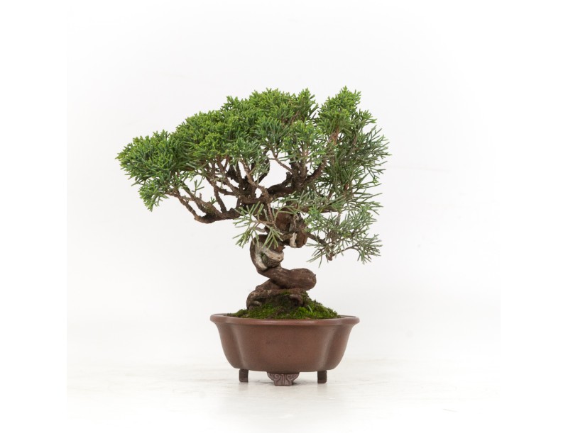 Juniperus chinensis - Enebro - 21 cm