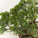 Juniperus chinensis - Wacholder - 21 cm