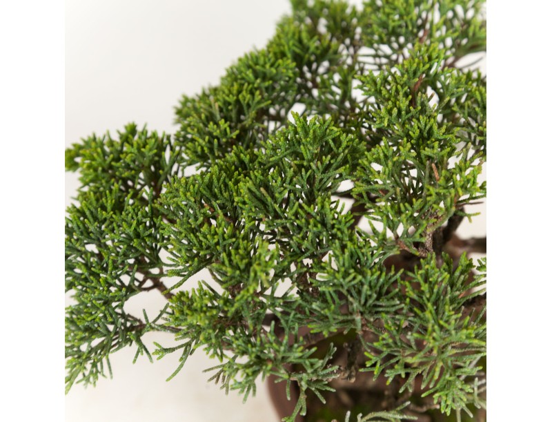 Juniperus chinensis - Genévrier de Chine - 21 cm