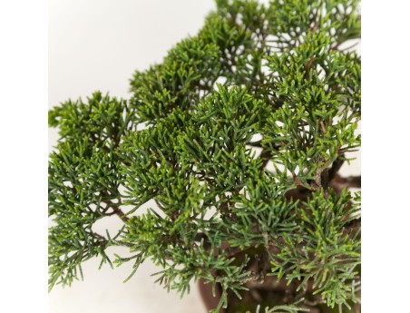 Juniperus chinensis - Jeneverbes - 21 cm