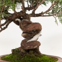 Juniperus chinensis - Wacholder - 21 cm