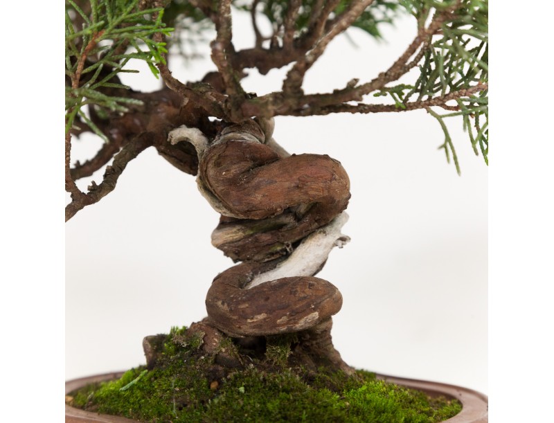 Juniperus chinensis - Juniper - 21 cm