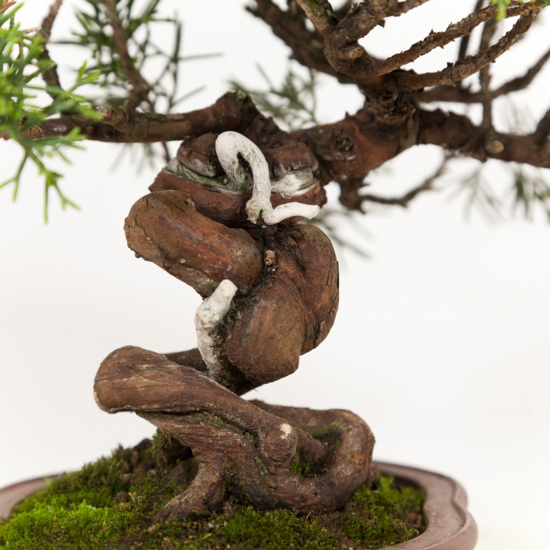 Juniperus chinensis - Genévrier de Chine - 21 cm