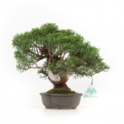 Juniperus chinensis - Genévrier - 21 cm