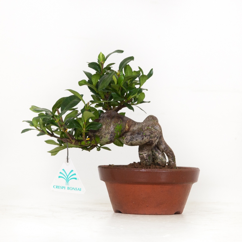 Gardenia Jasminoides - 17 cm