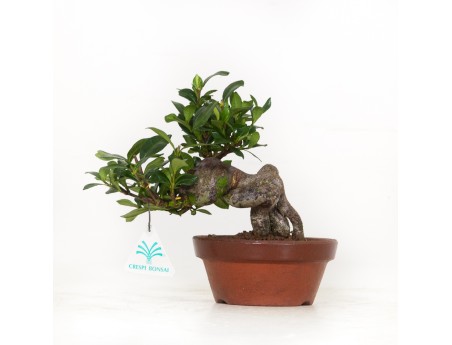 Gardenia Jasminoides - 17 cm