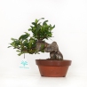 Gardenia Jasminoides - 17 cm