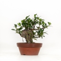 Gardenia Jasminoides - 17 cm